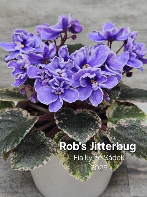 Rob's Jitterbug